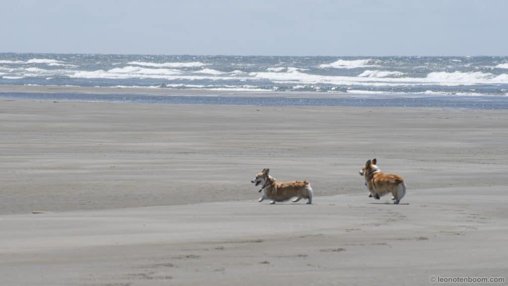 Corgis on the Beach