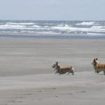 Corgis on the Beach